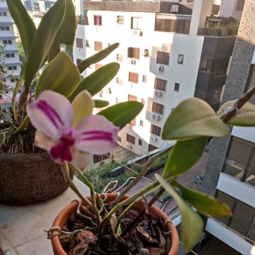 SalviA Plantas Plantsitter - Cascais - Plant Sitting