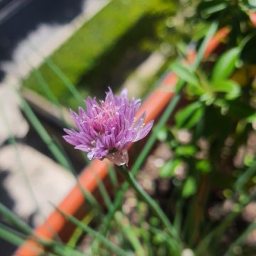 SalviA Plantas Plantsitter - Cascais - House Sitting