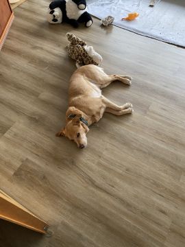 Dog Hotel