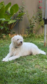 Dog Hotel