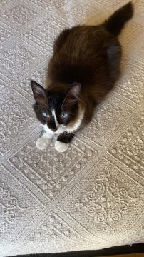 Hotel para Gatos