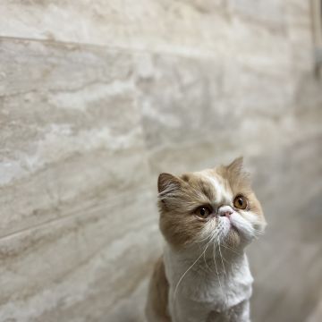 Luísa Amaro - Vila Nova de Cerveira - Cat Sitting