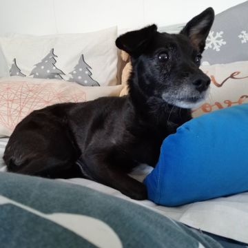 Pet Sitting and Dog Walker - Sintra - Dog Sitting