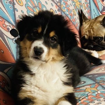 Sofia lopes - Figueira da Foz - Dog Hotel
