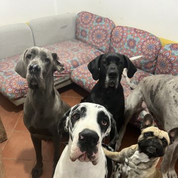 Cuidados para Animais de Estimação - Sofia Lopes - Figueira da Foz