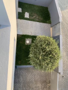 Tree Trimming and Maintenance
