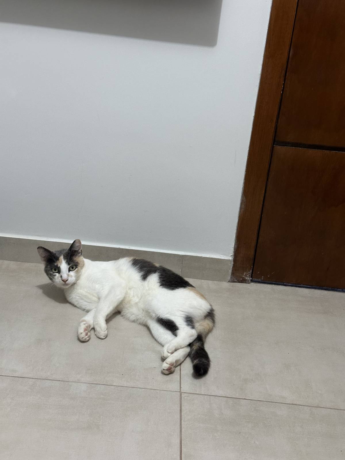 Débora terengue - Viseu - Pet Sitting e Pet Walking