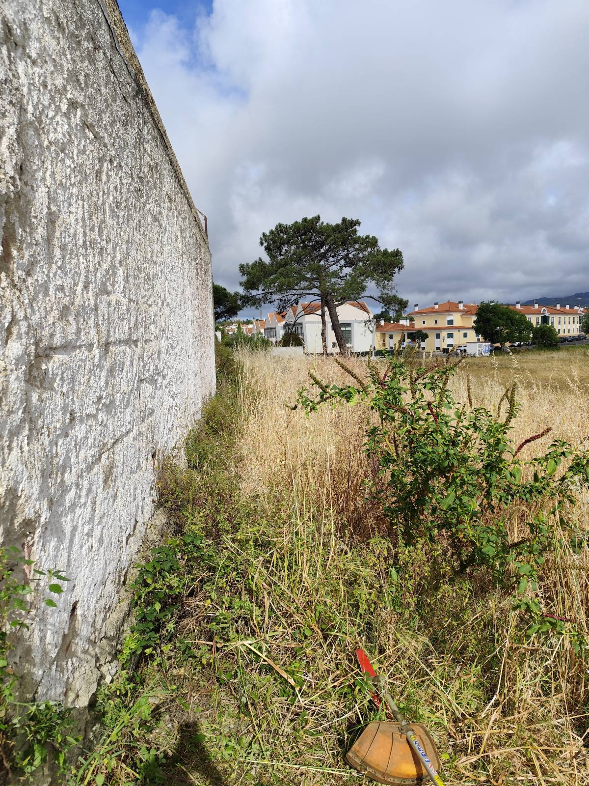 J&T LIMPEZA DE TERRNOS E MANUTENÇÃO DE JARDIM ARDINS - Cascais - Eliminación de arbustos