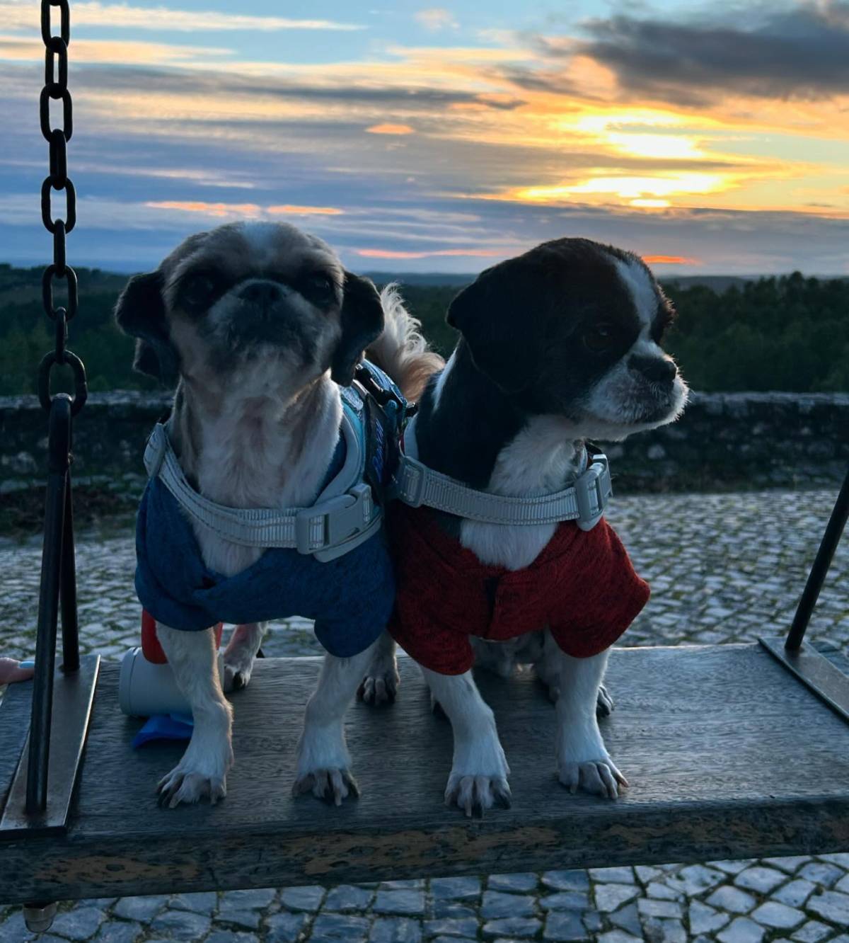 Giuliana - Braga - Pet Sitting