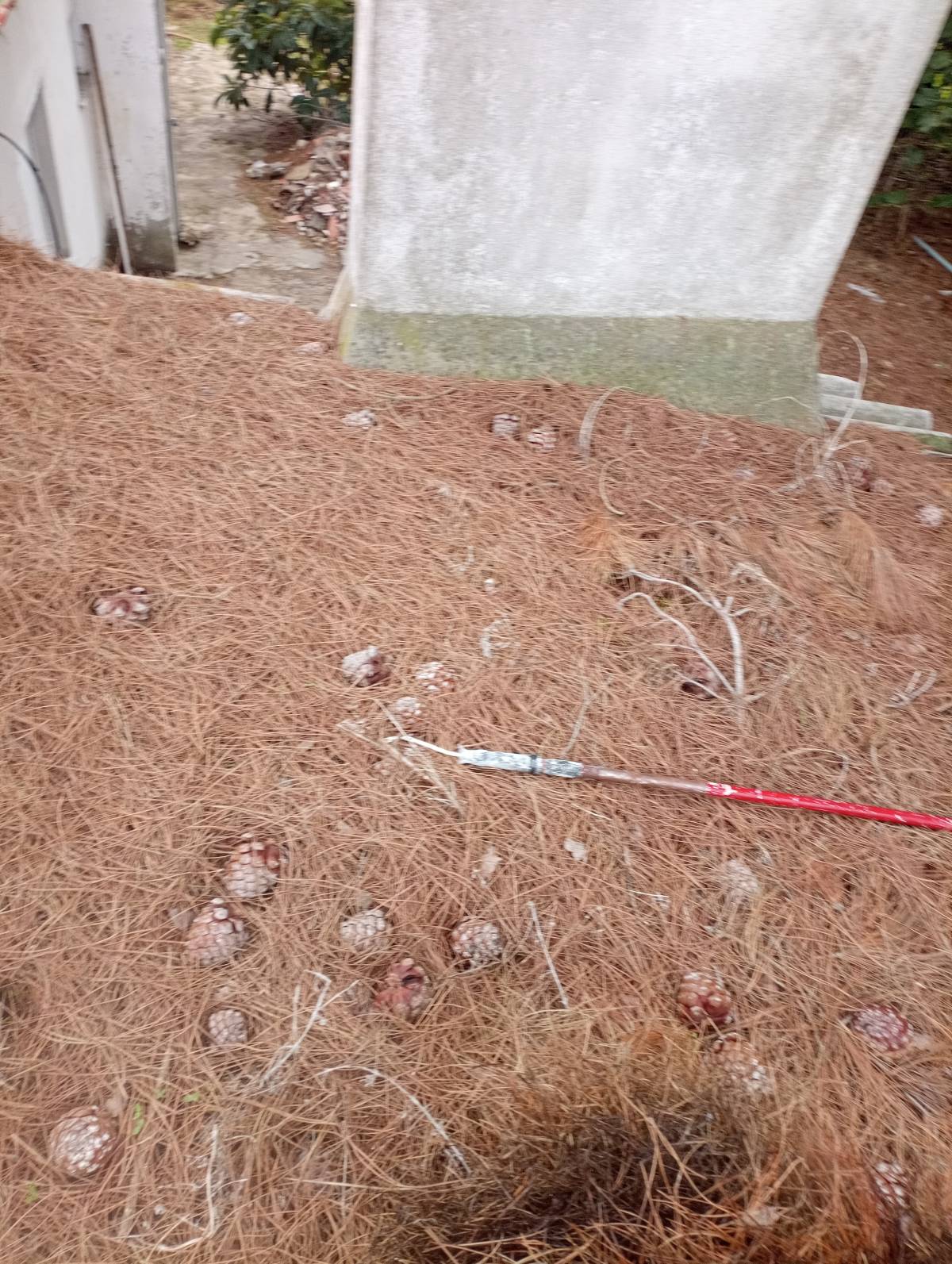 Gabriel Miranda - Salvaterra de Magos - Lawn Mower Repair