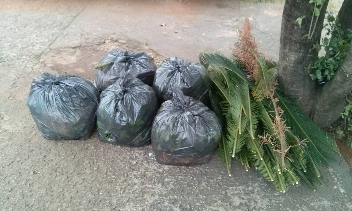 Rogerio - Viana do Castelo - Shrub Removal