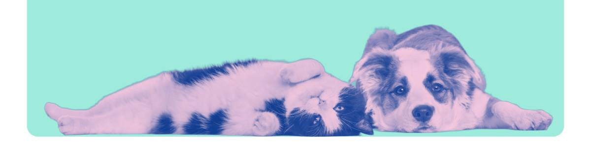 Entre Patas - Vila Nova de Gaia - Cat Sitting
