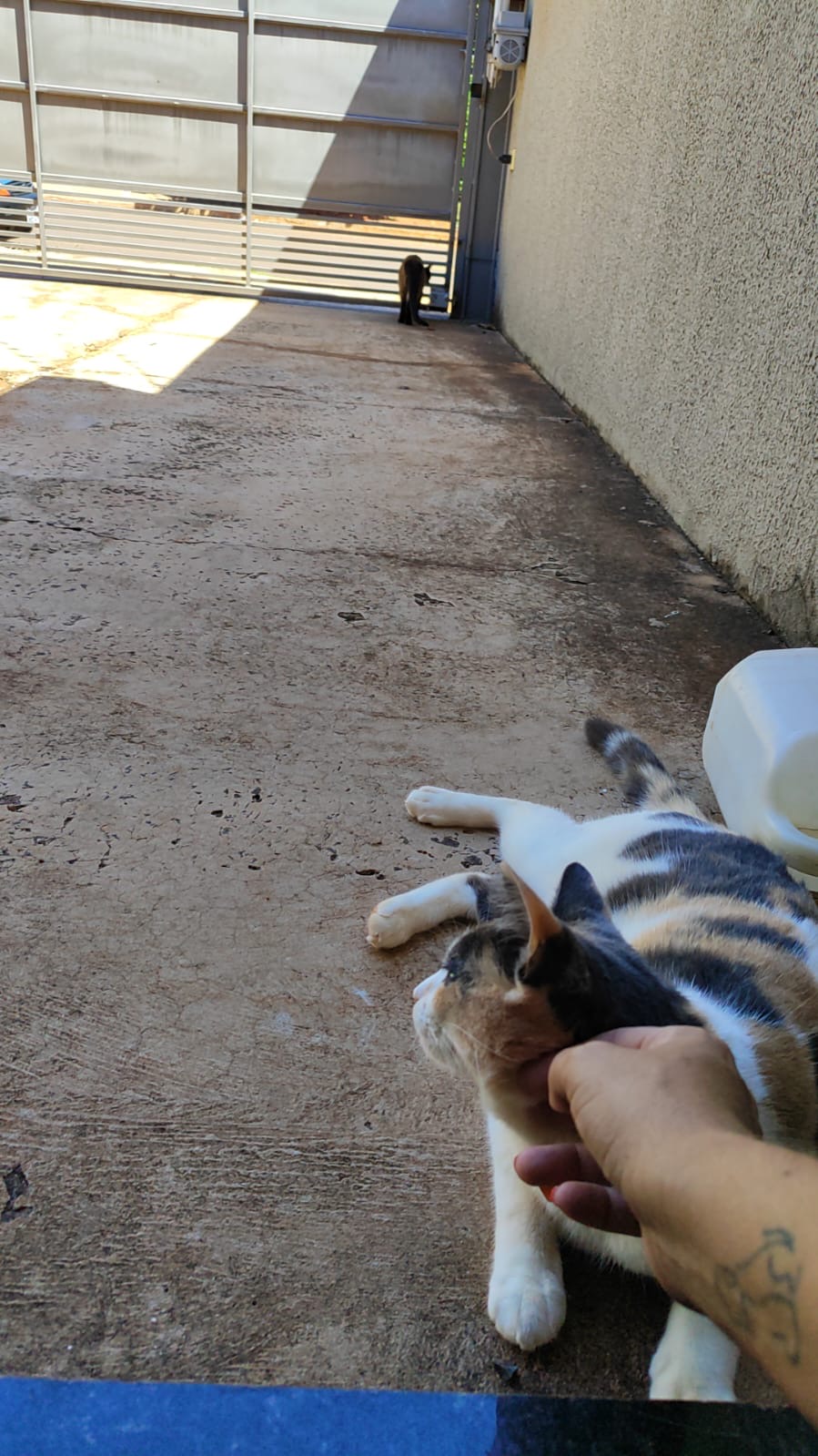 Débora terengue - Viseu - Pet Sitting