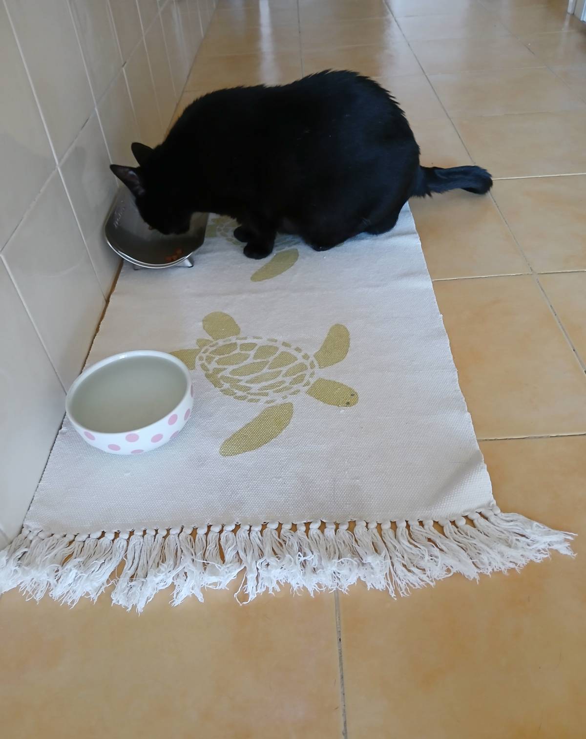 Sandra Grilo - Oeiras - Pet Sitting