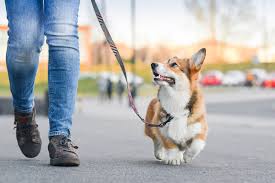 Dog walk/ sitting - Cascais - Dog Walking