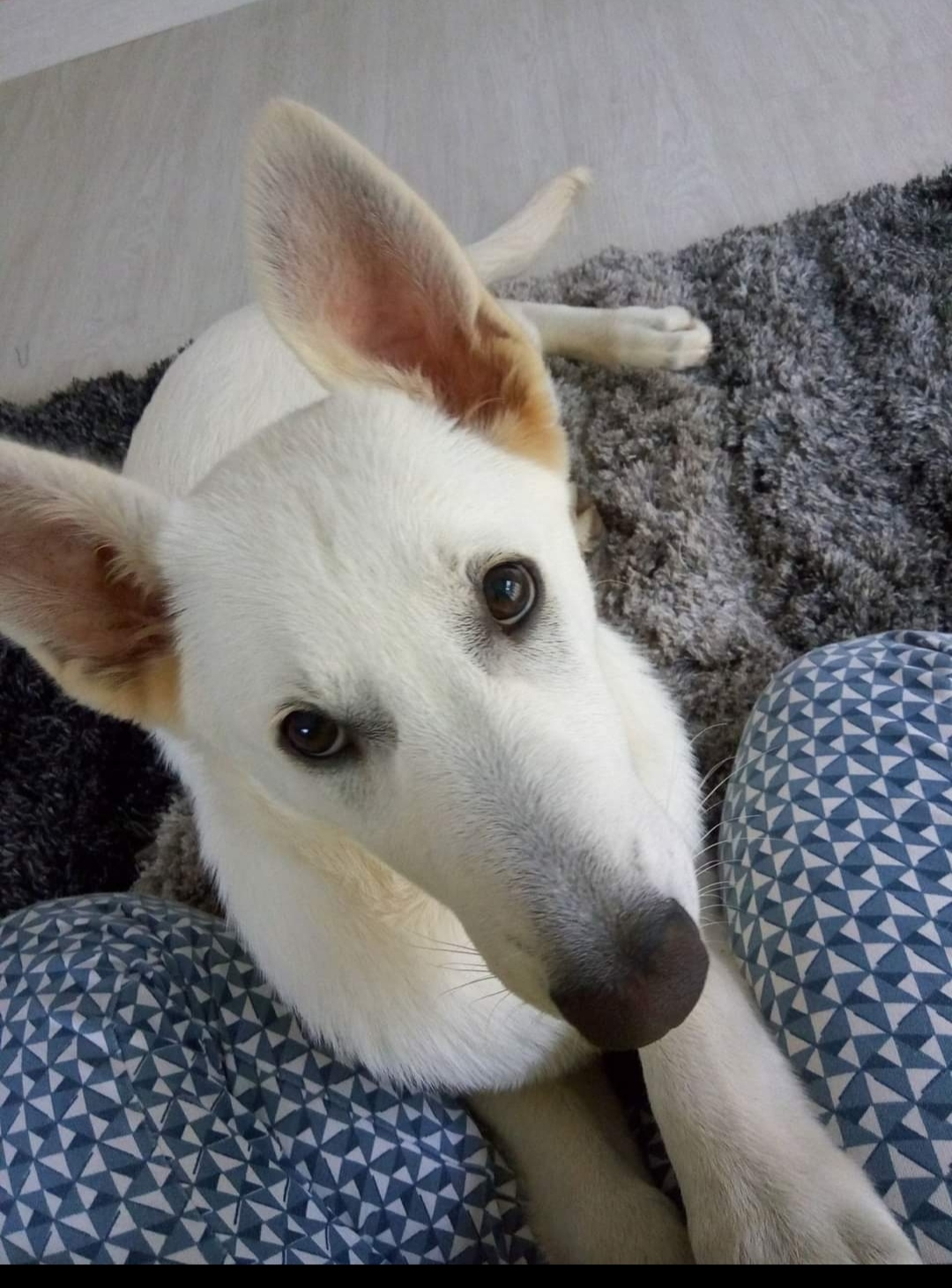 Silvana Corrêa - Matosinhos - Hundeausführung