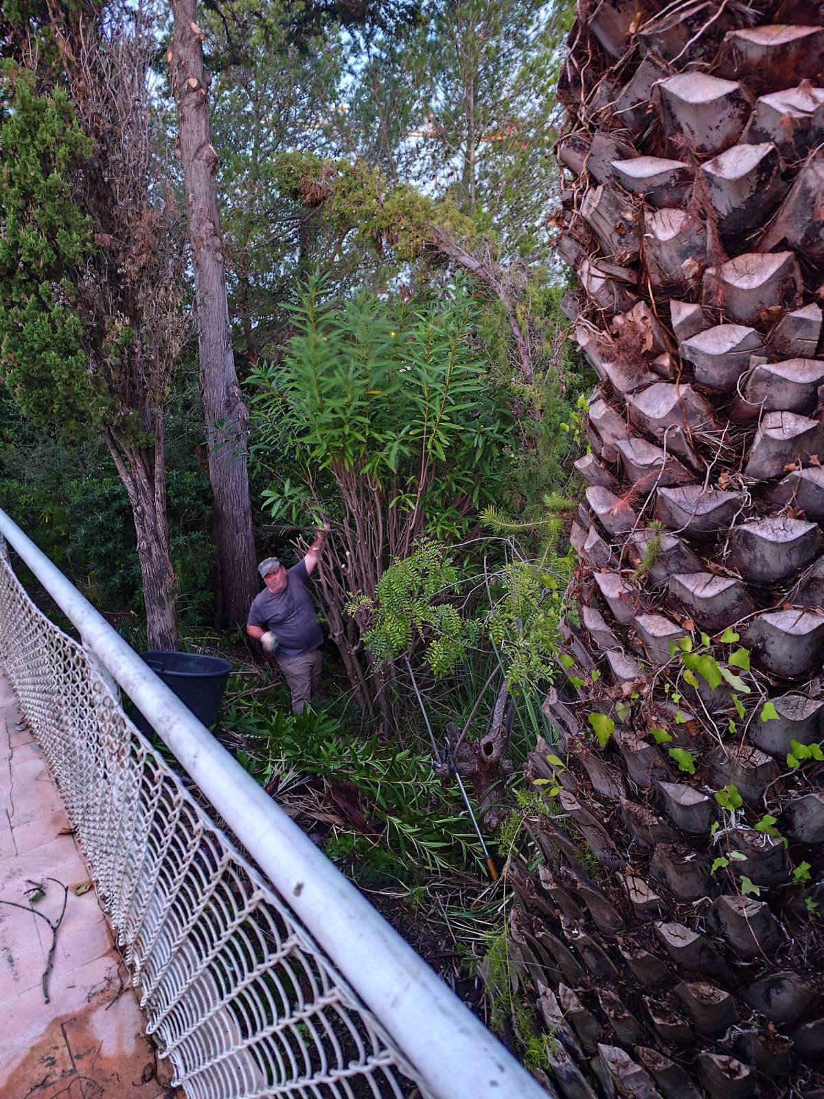 J&T LIMPEZA DE TERRNOS E MANUTENÇÃO DE JARDIM ARDINS - Cascais - Eliminación de arbustos