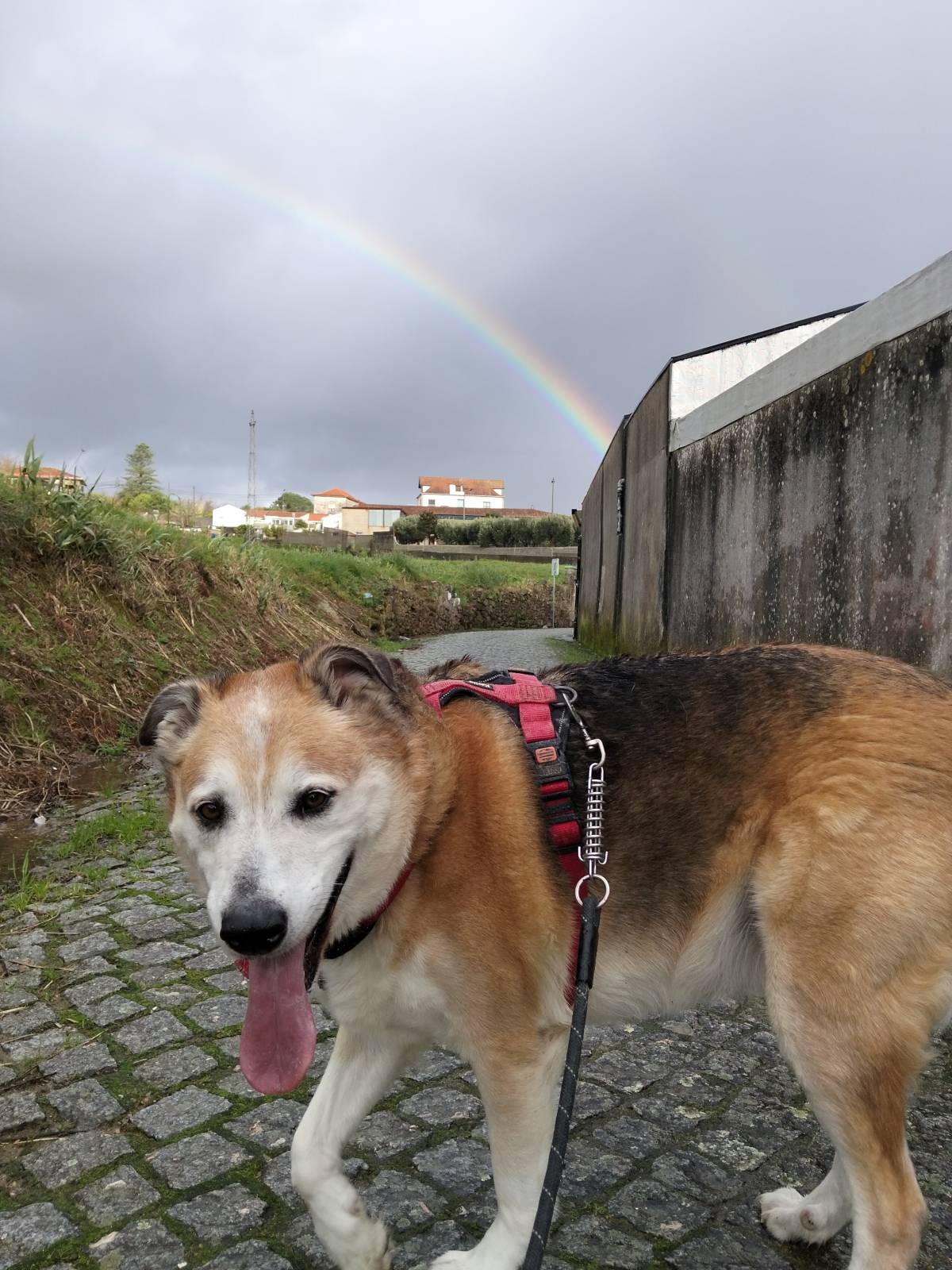 Entre Patas - Vila Nova de Gaia - Dog Training