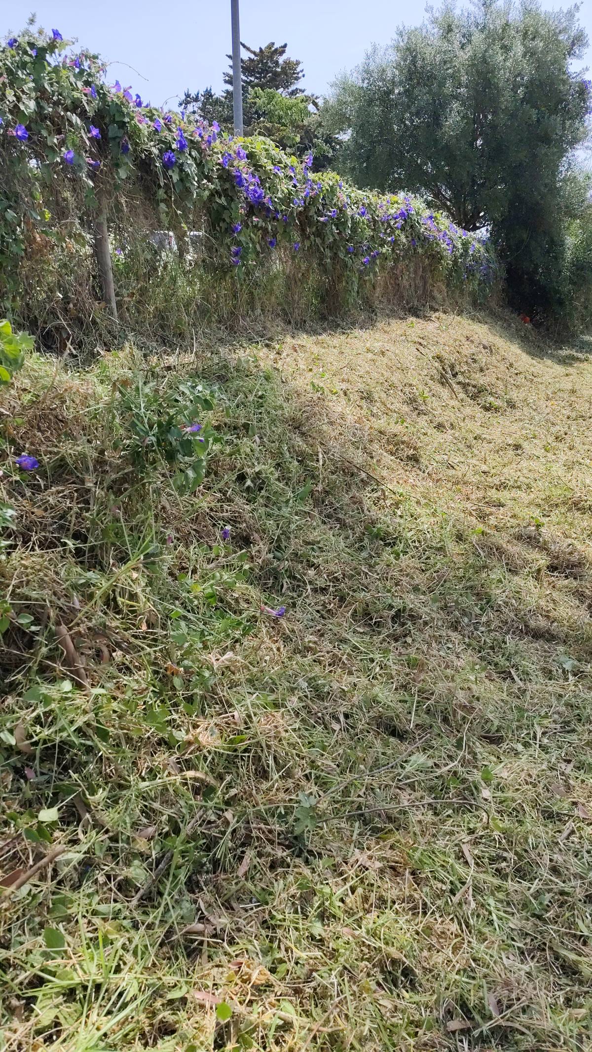 J&T LIMPEZA DE TERRNOS E MANUTENÇÃO DE JARDIM ARDINS - Cascais - Trituración y eliminación de tocones