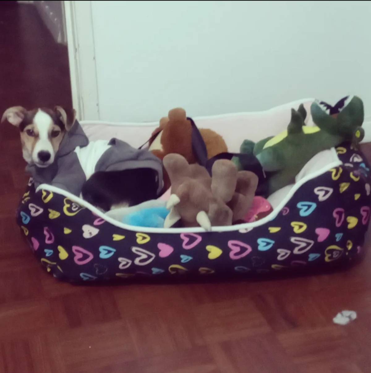 Giuliana - Braga - Katzensitter