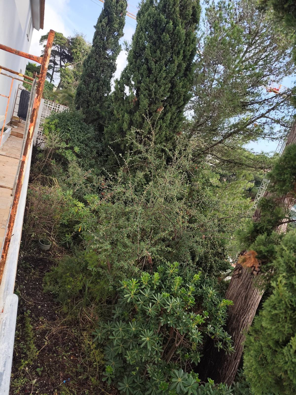 J&T LIMPEZA DE TERRNOS E MANUTENÇÃO DE JARDIM ARDINS - Cascais - Plantación de árboles