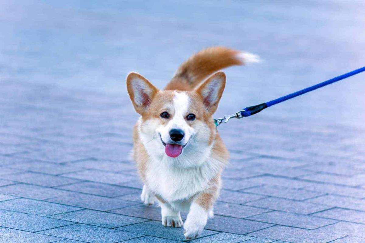 Dog walk/ sitting - Cascais - Banhos e Tosquias para Animais