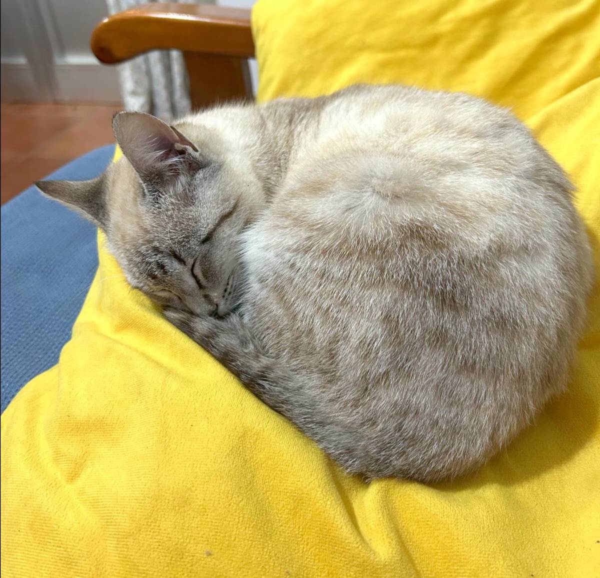 Giuliana - Braga - Katzensitter