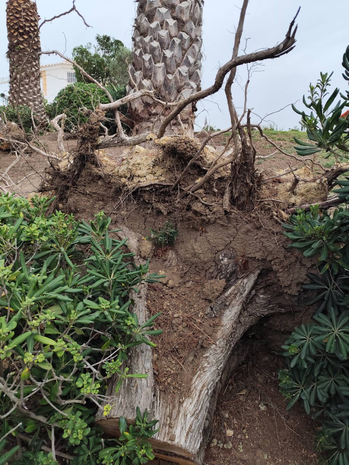J&T LIMPEZA DE TERRNOS E MANUTENÇÃO DE JARDIM ARDINS - Cascais - Deshierbo