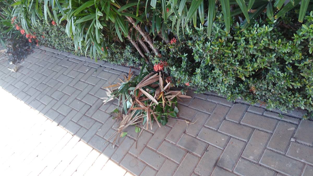 Rogerio - Viana do Castelo - Deep or Spring Cleaning