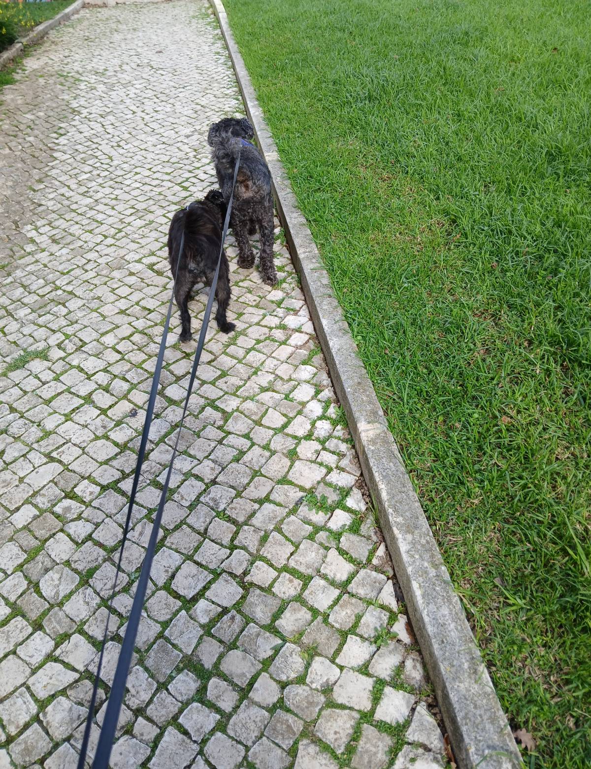 Sandra Grilo - Oeiras - Pet Sitting