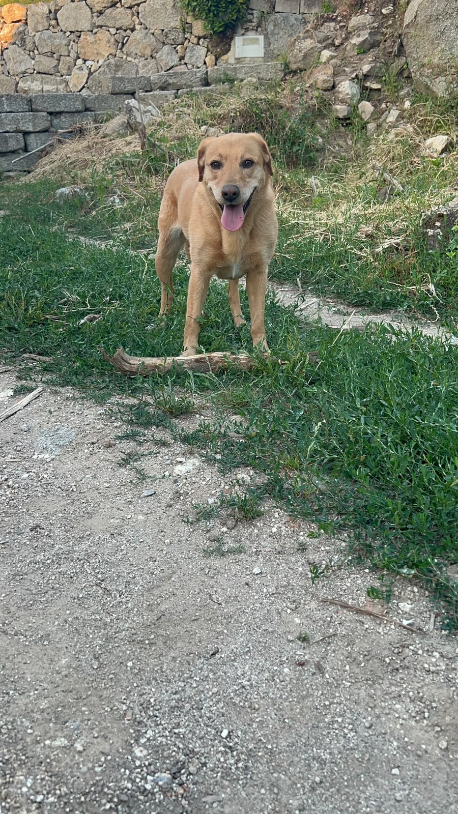 TeresaHebo - Sintra - Hundeausführung