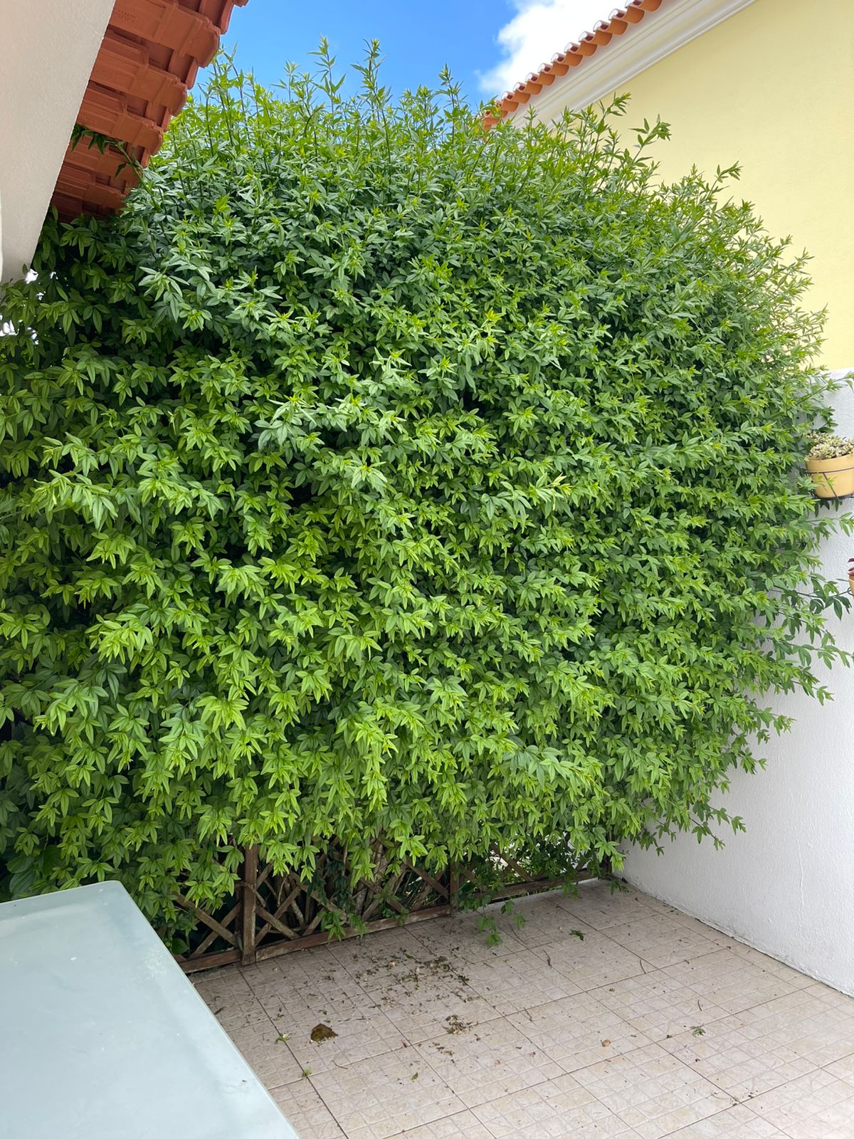 MULTILUK - Amadora - Tree Trimming and Maintenance