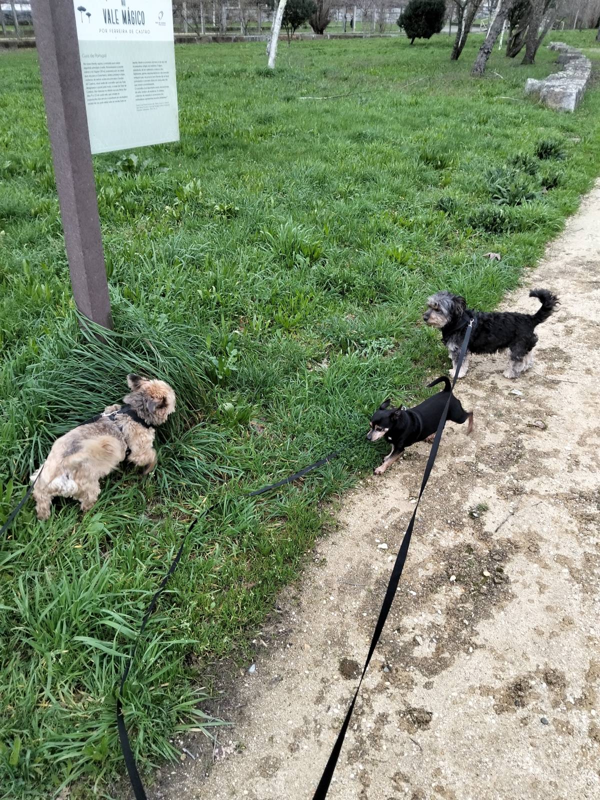 Entre Patas - Vila Nova de Gaia - Pet Sitting