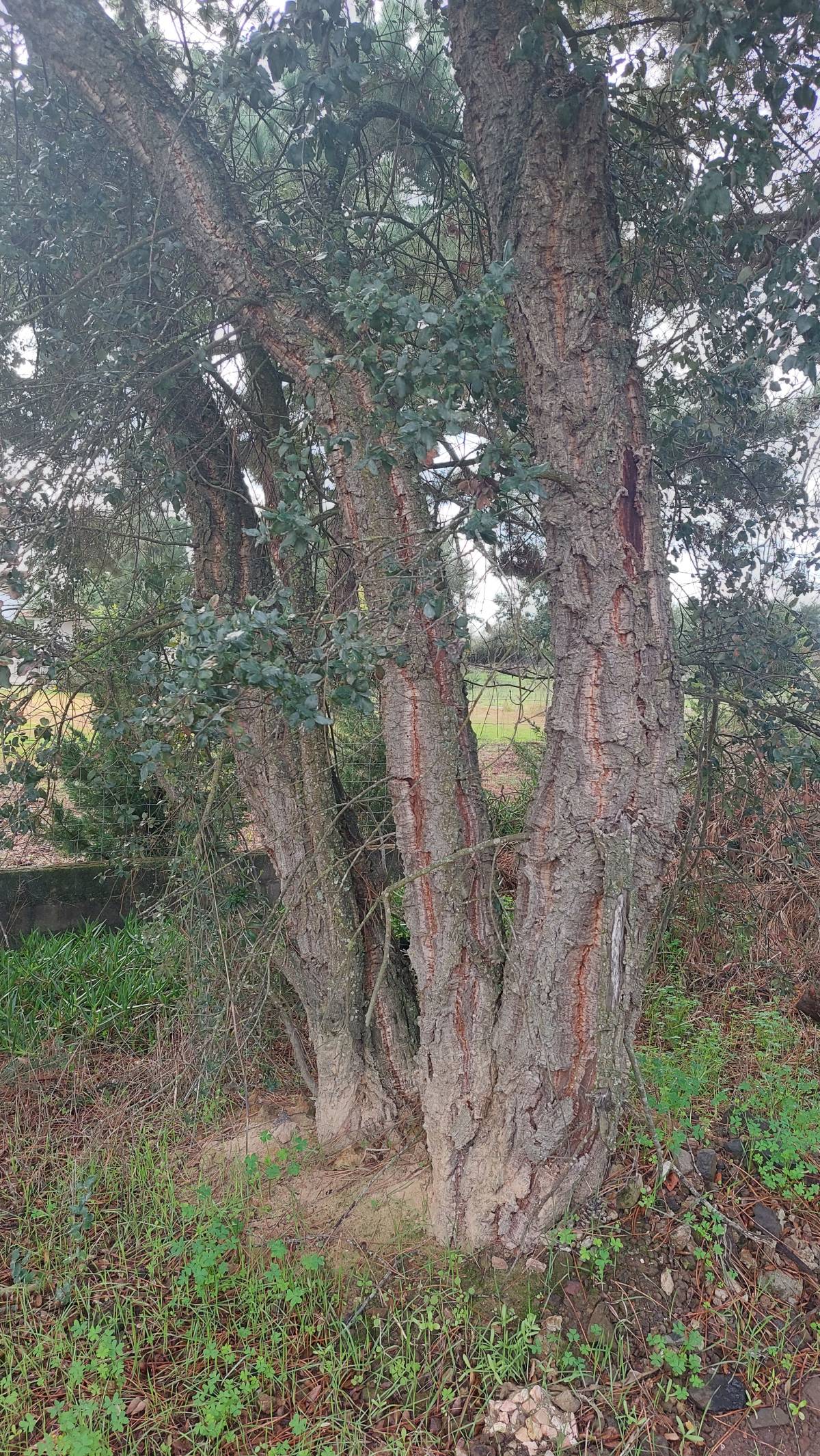 Luis Joaquim - Palmela - Remoção de Tronco de Árvore
