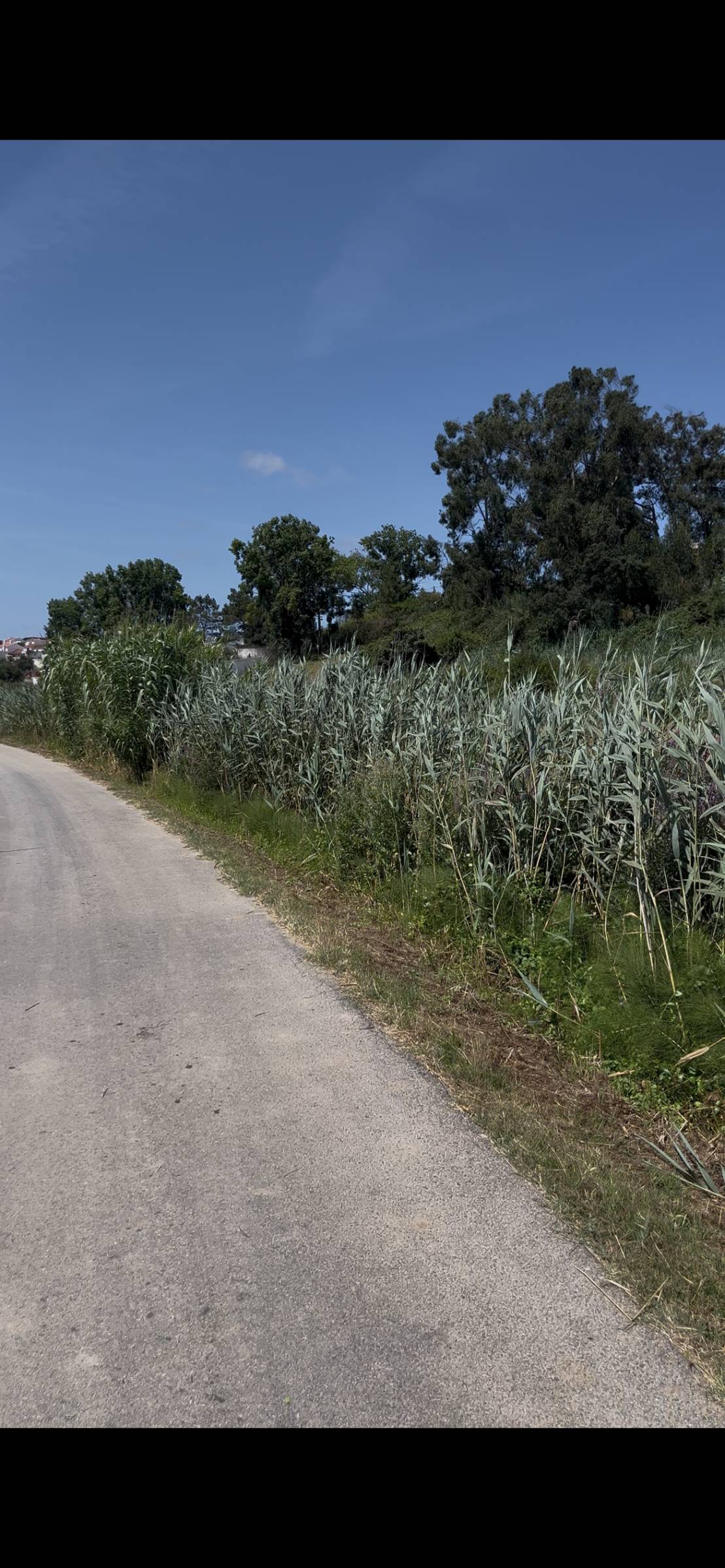Pêgo’s Escava - Óbidos - Serviço de Bobcat
