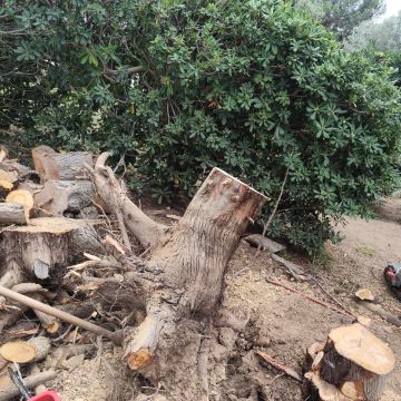 J&T LIMPEZA DE TERRNOS E MANUTENÇÃO DE JARDIM ARDINS - Cascais - Cortar y podar el césped