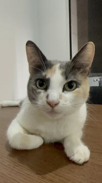 Débora terengue - Viseu - Cat Sitting