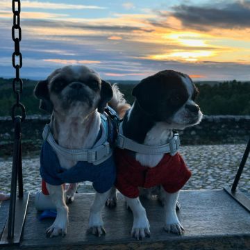 Giuliana - Braga - Pet Sitting