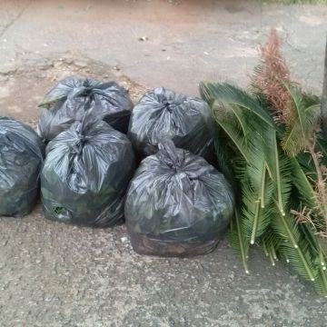 Rogerio - Viana do Castelo - Shrub Removal