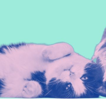 Entre Patas - Vila Nova de Gaia - Cat Sitting