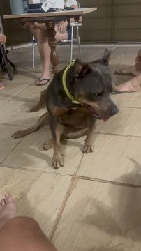Débora terengue - Viseu - Pet Sitting