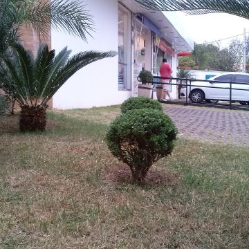 Rogerio - Viana do Castelo - Tree Stump Grinding and Removal