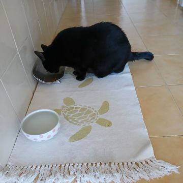 Sandra Grilo - Oeiras - Pet Sitting