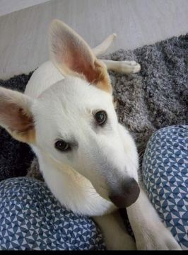 Silvana Corrêa - Matosinhos - Hundeausführung