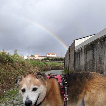 Entre Patas - Vila Nova de Gaia - Dog Training