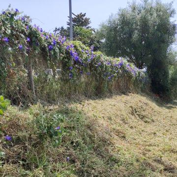 J&T LIMPEZA DE TERRNOS E MANUTENÇÃO DE JARDIM ARDINS - Cascais - Trituración y eliminación de tocones