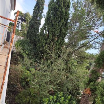 J&T LIMPEZA DE TERRNOS E MANUTENÇÃO DE JARDIM ARDINS - Cascais - Plantación de árboles