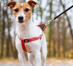 Dog walk/ sitting - Cascais - Cat Sitting