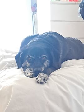 Hotel para Cães