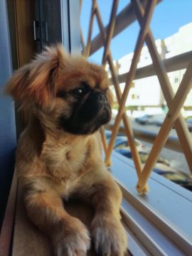 Silvana Corrêa - Matosinhos - Katzensitter